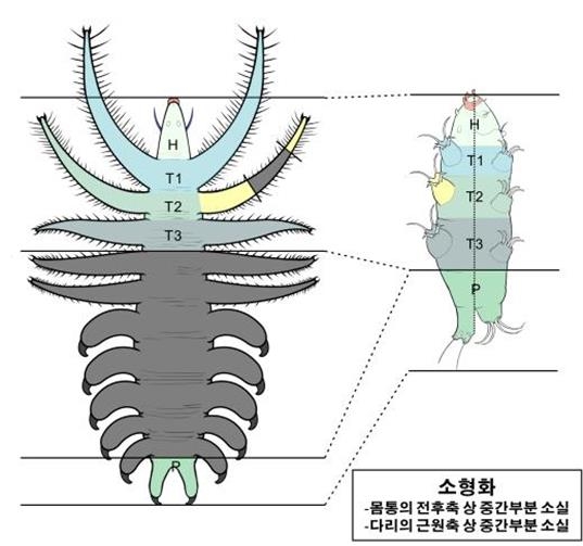 '지구 최강 생명체' 물곰의 조상은 '루올리샤니드'