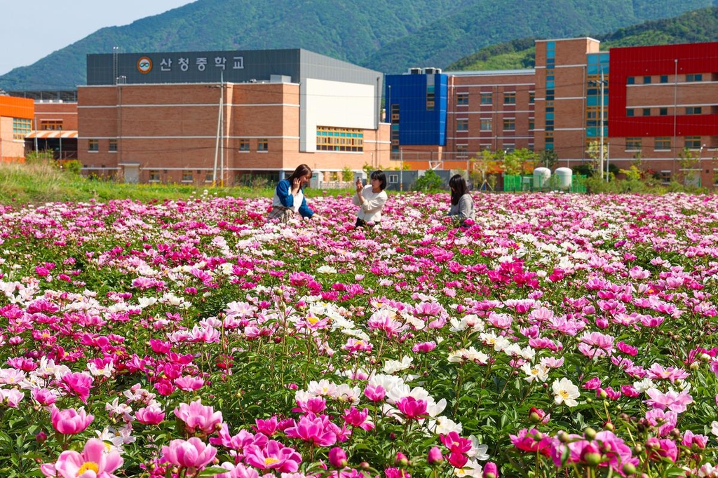 [재미있는 약초 이야기]⑤ 명의 화타도 감탄한 '꽃의 재상' 작약