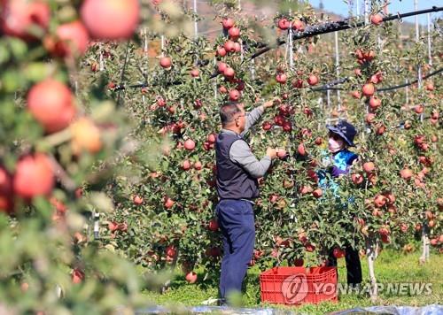 [태풍 카눈] 경남 사과·배·대추 '우수수'…낙과율은 높지 않아