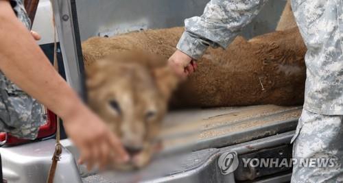 관리 어떻게 했기에…사설농장 사자·곰 등 잇단 탈출