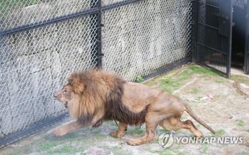 관리 어떻게 했기에…사설농장 사자·곰 등 잇단 탈출