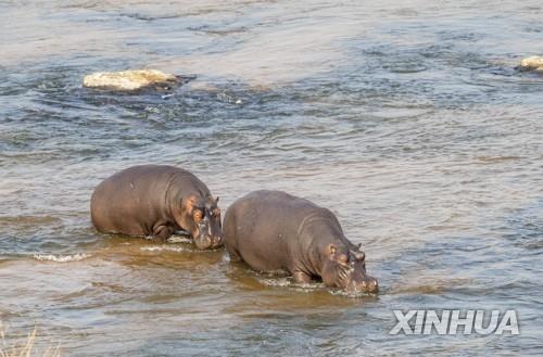 남아공 크루거 공원서 하마 공격 받아 직원 사망