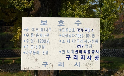 '1천200살 추정' 구리 은행나무 천연기념물 지정 추진