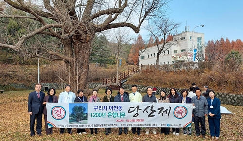 '1천200살 추정' 구리 은행나무 천연기념물 지정 추진