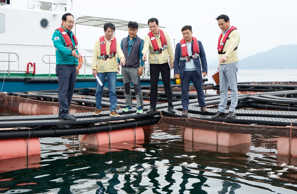 뜨거워진 바다…경남 양식장 어류 집단 폐사, 우럭 피해 집중
