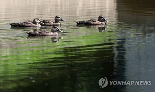 강원 춘천에 폭염경보…홍천 폭염경보 유지