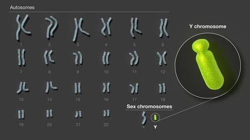 [사이테크+] '남성성의 블랙박스' Y염색체 전체 염기서열 상세지도 완성됐다