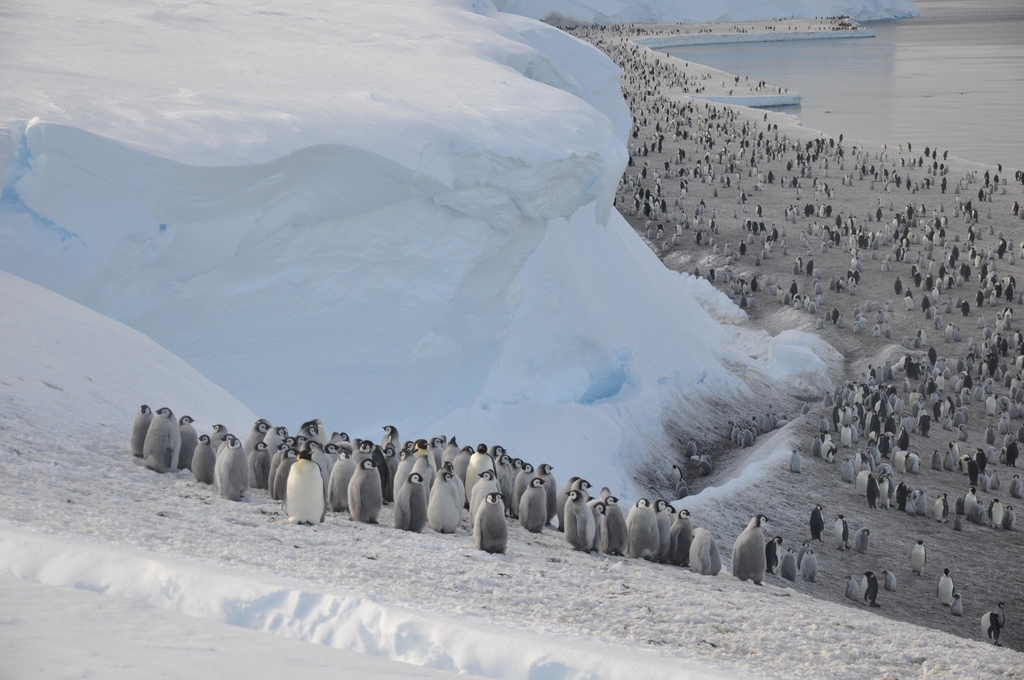 [사이테크+] "남극 황제펭귄, 온난화로 금세기말 서식지 90%서 준멸종 위험"