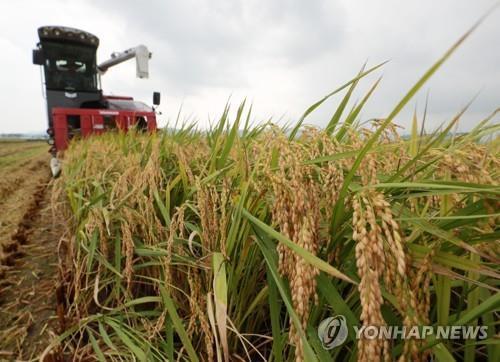 익산시 기업납품용 쌀 재배단지 3천850㏊서 600억 매출 예상