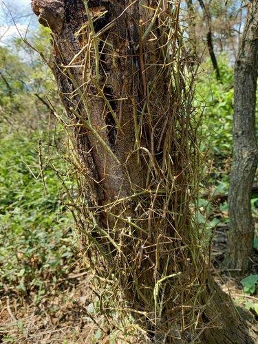 '곤충 대발생'…뜨거워진 지구·무너진 생태계가 부추겨(종합)