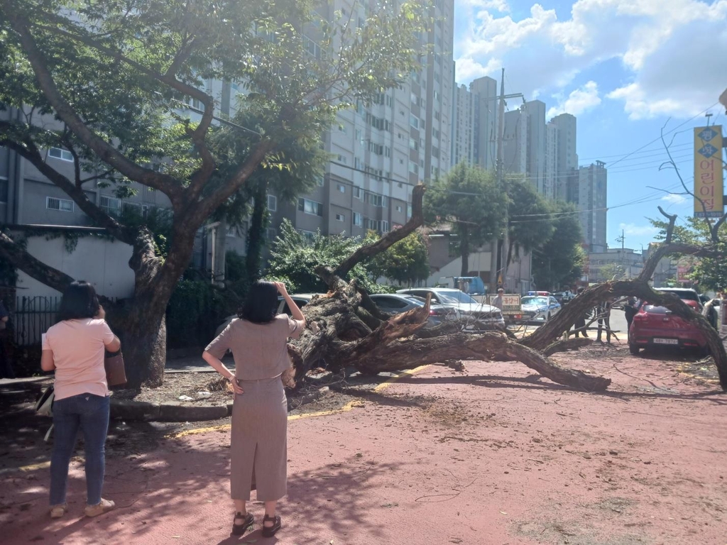 광주 매곡동서 150년 넘은 고목 쓰러져…차량 5대 파손