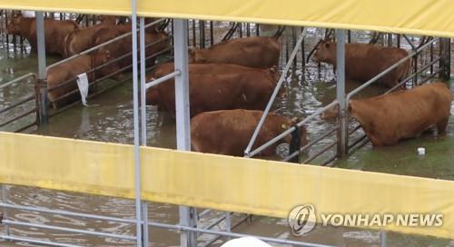 부여군수 "축산 폭우 피해조사 범위 확대하고 시스템 개선해야"