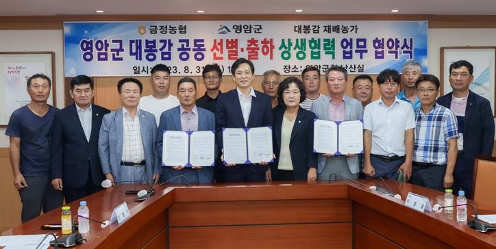 '생산량 감소 우려' 영암 금정 대봉감, 농협수매 장려금 제공