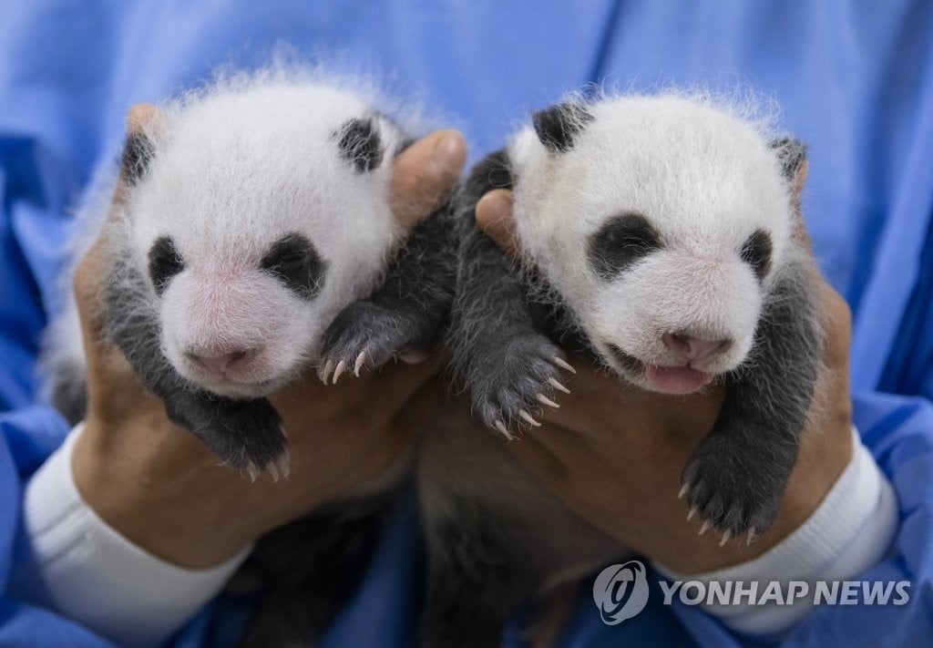 폭풍성장한 푸바오 쌍둥이 동생들, 사진 공개 | 한국경제