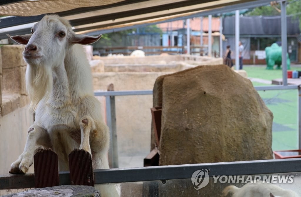 "'갈비 사자'는 떠났지만"...시민들 동물원에 먹이 기부