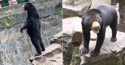 "왜 엉덩이에 주름이?" 中 동물원 곰, 가짜 논란