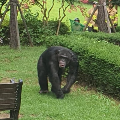대구 달성공원 동물원서 침팬지 2마리 탈출