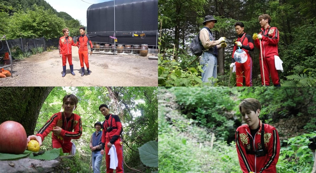 I want to take care of myself... Kim Soo-chan, 'stunned' at the loss of wild ginseng found in 6 hours