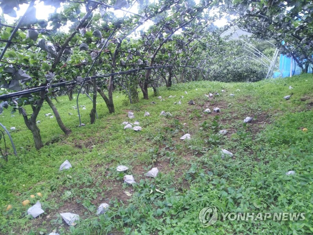 전남지역 배 농작물 재해보험 가입률 '전국 최고'