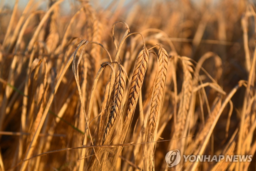 중국, 호주 보리 '보복관세' 철회…'코로나 발원지' 갈등 3년 만