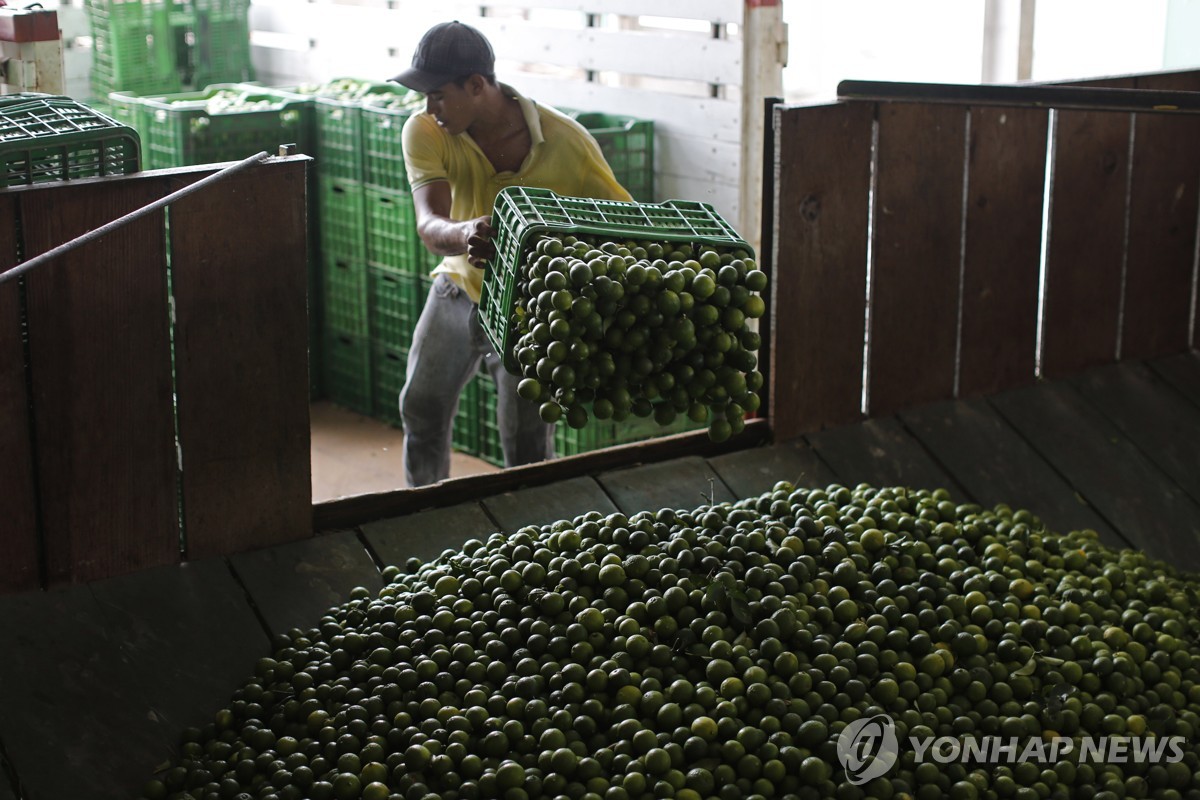 멕시코서 '녹색 금' 아보카도·라임 유통망 놓고 갱단간에 분쟁