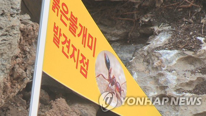 인천항 이어 부산항에도 붉은불개미 50여 마리 발견