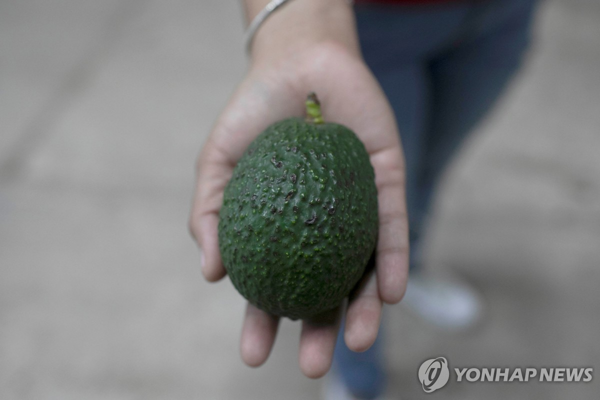 멕시코서 '녹색 금' 아보카도·라임 유통망 놓고 갱단간에 분쟁