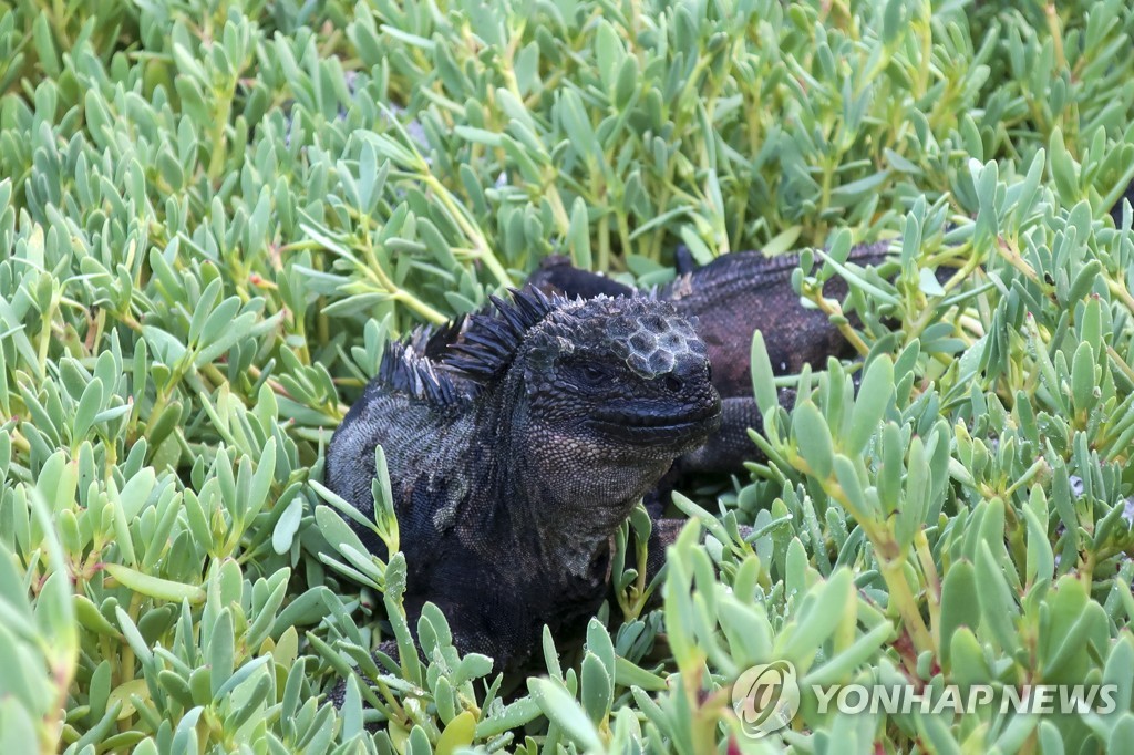 '생태 보고' 갈라파고스 휘젓는 개·고양이…"이구아나도 죽여"