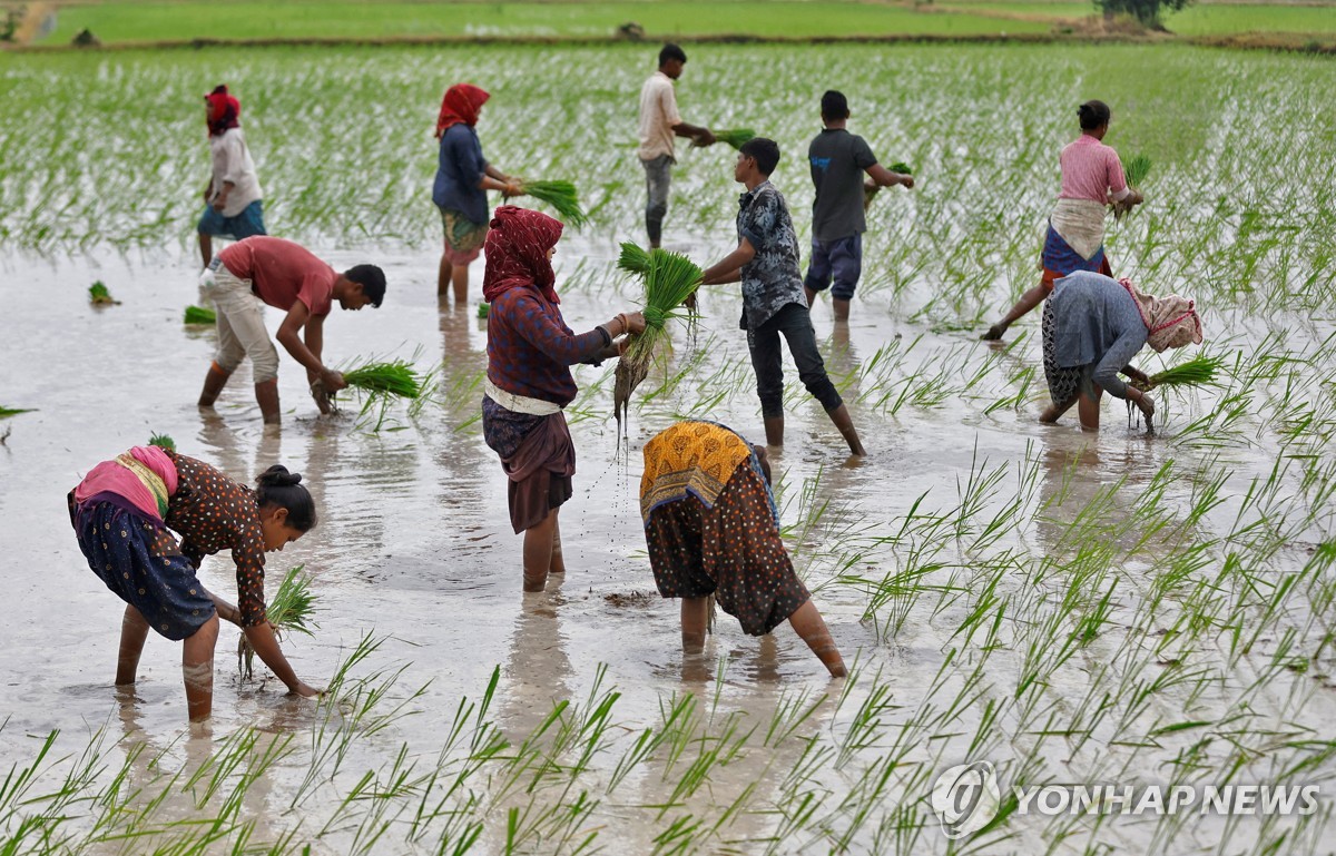 '쌀 수출 금지' 인도, 우호국 싱가포르에는 수출 재개