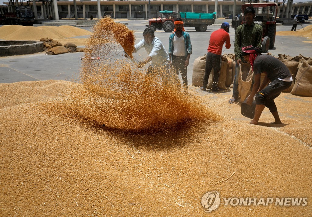 "인도, 국내 물가 잡고자 러시아산 밀 할인가격에 수입 검토"