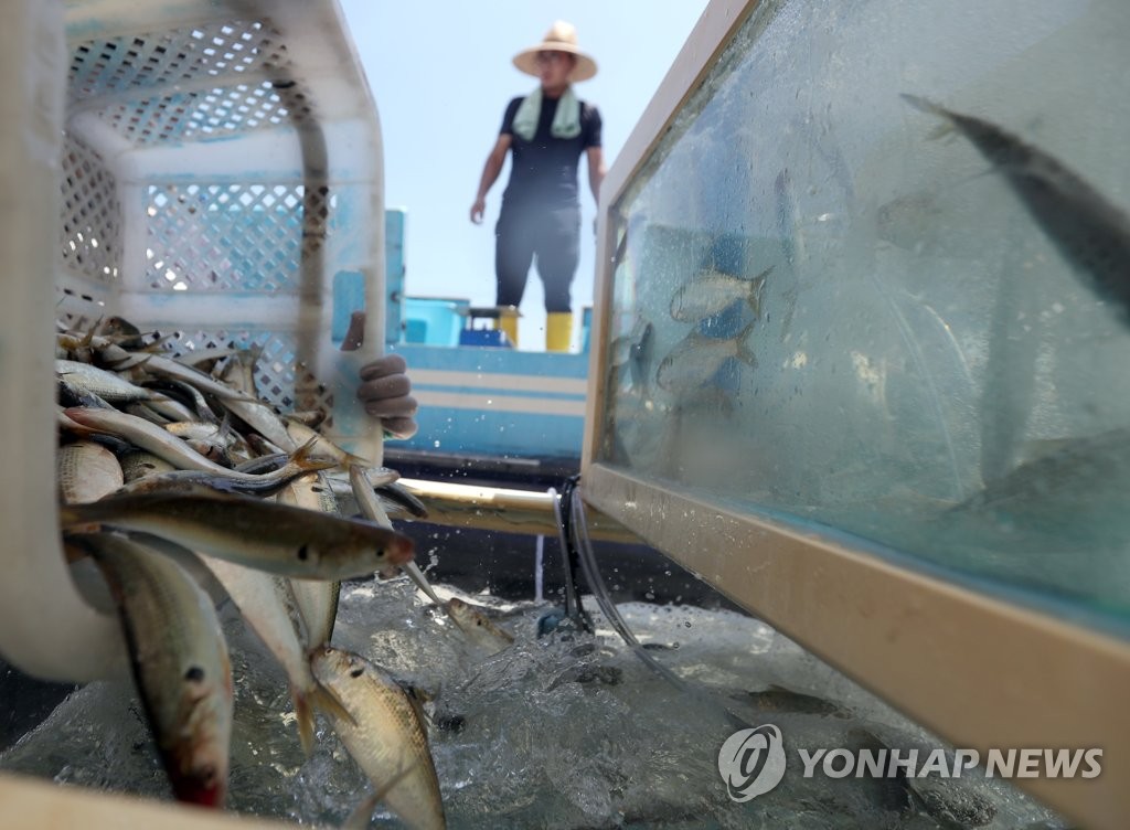 "전어·우럭축제 코앞인데" 오염수 방류 임박에 수산업계 뒤숭숭