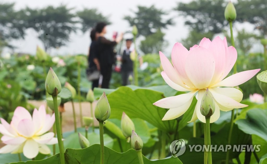 [시흥소식] 26일 제3회 시흥 연성 관곡지 연꽃 축제