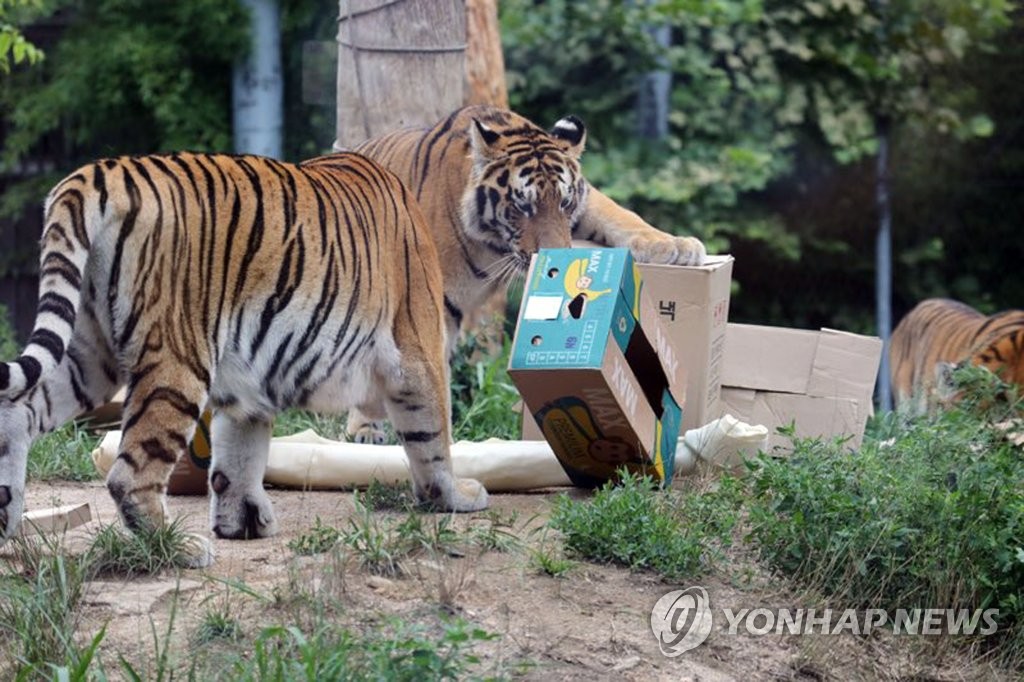 폭염탓일까…서울대공원서 시베리아호랑이 또 폐사(종합)