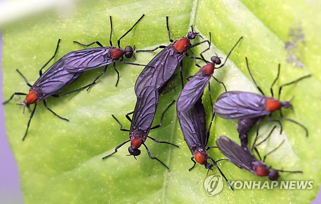 '곤충 대발생'…뜨거워진 지구·무너진 생태계가 부추겨(종합)