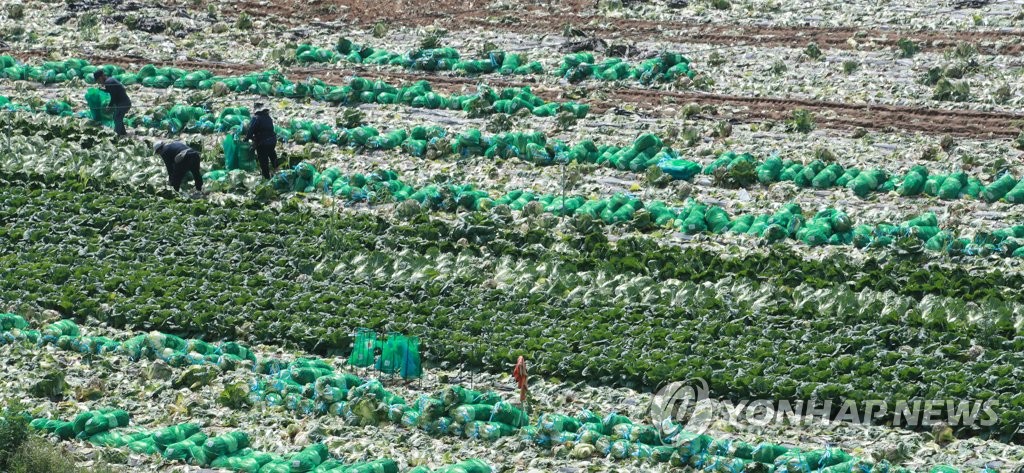 '여름배추 수급 불안정'…농진청,  준고랭지 재배기술 개발 주력