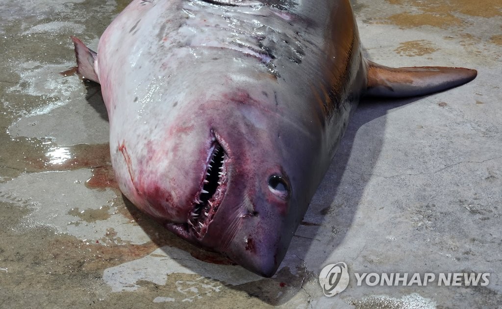 뜨거운 바다에 국내 상어류 출몰 해역 북상…"난류 세기와 관련"