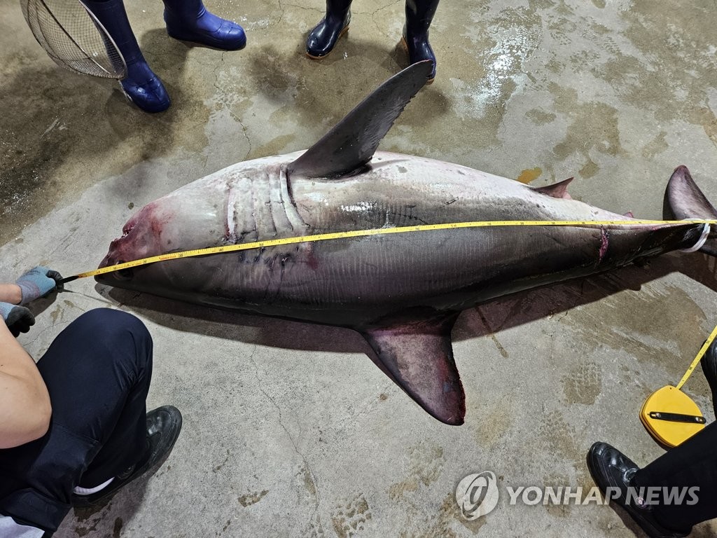 뜨거운 바다에 국내 상어류 출몰 해역 북상…"난류 세기와 관련"