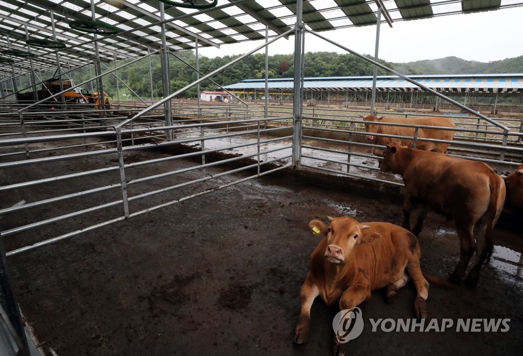 농축산 호우 피해 지원 대폭 확대…"3배 인상된 수준"(종합)