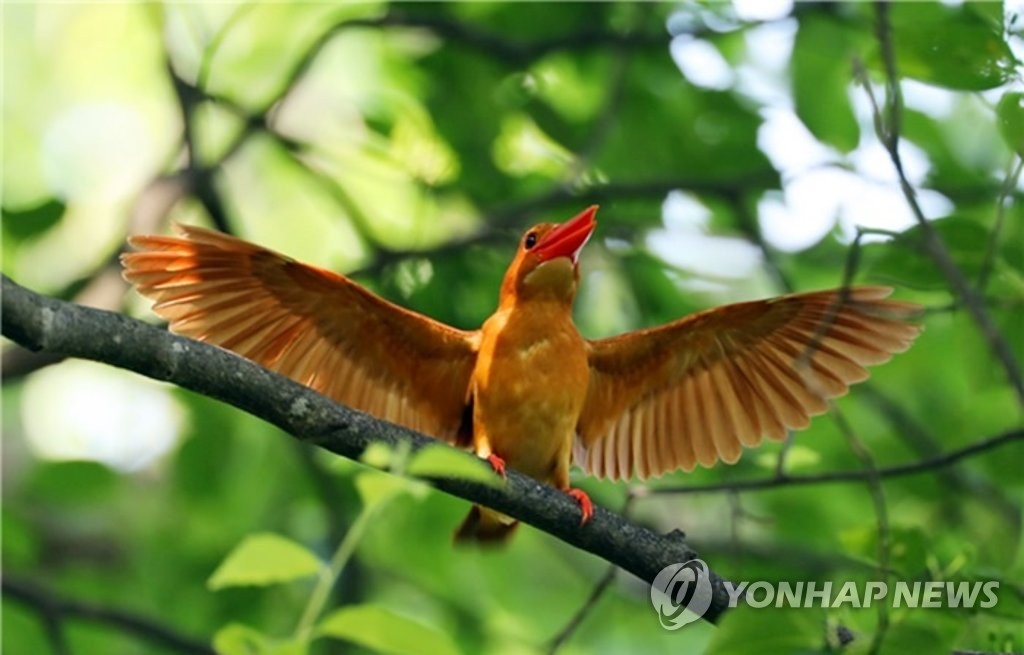 희귀 여름 철새 '호반새' 울산 울주군에 둥지