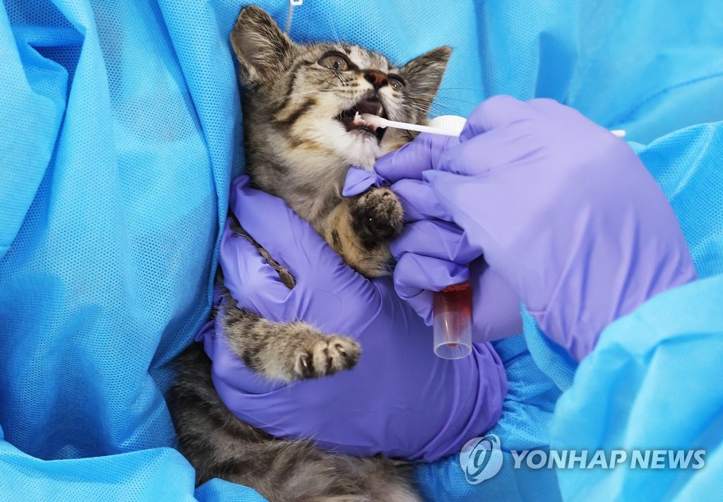 농식품부 "고양이 AI 추가발생 없어…방역지역 이동제한 해제"