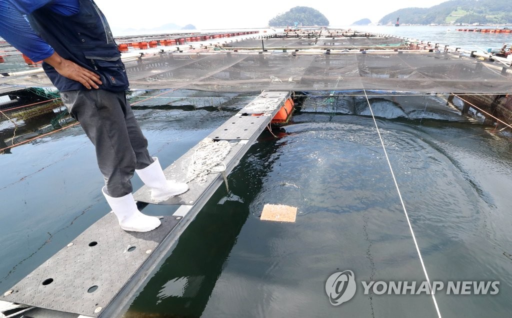 [르포] 폭염에 바다도 '펄펄',양식장 초비상…어민 진땀 '뻘뻘'