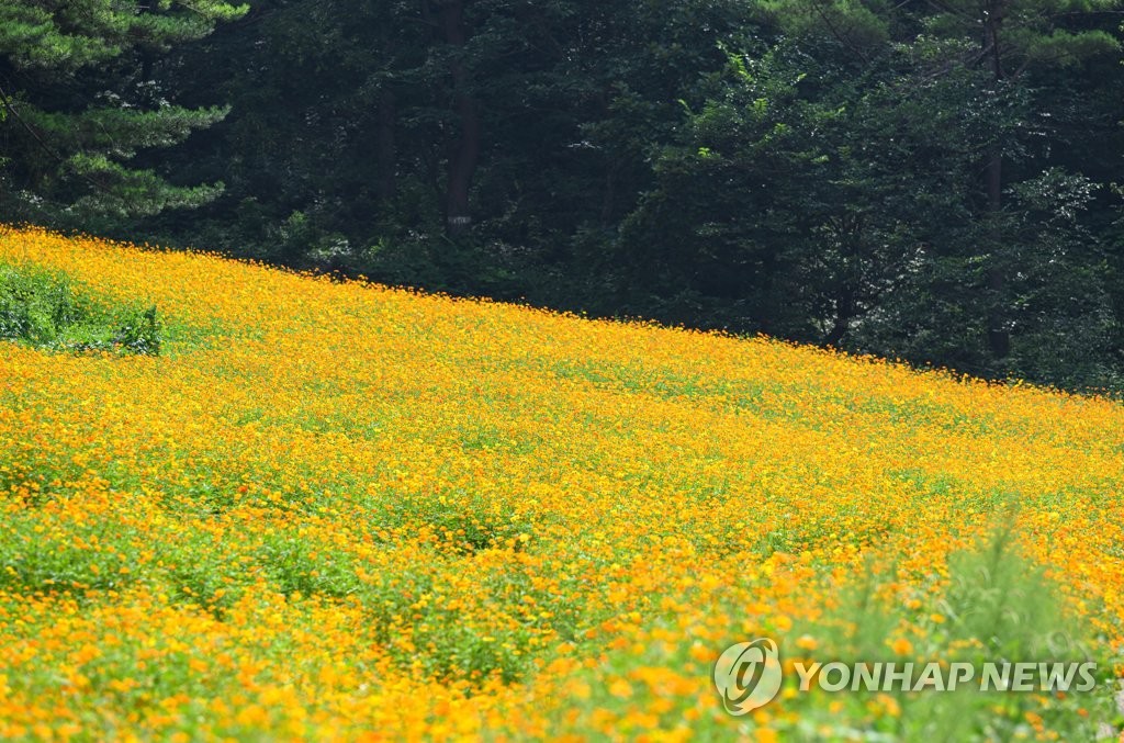 정선 병방산 군립공원, 황금색 물결 넘실넘실