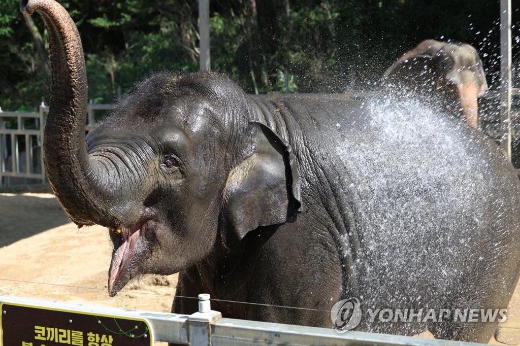 '냉수에 얼음 간식'…폭염에 지친 동물들의 특별한 여름나기