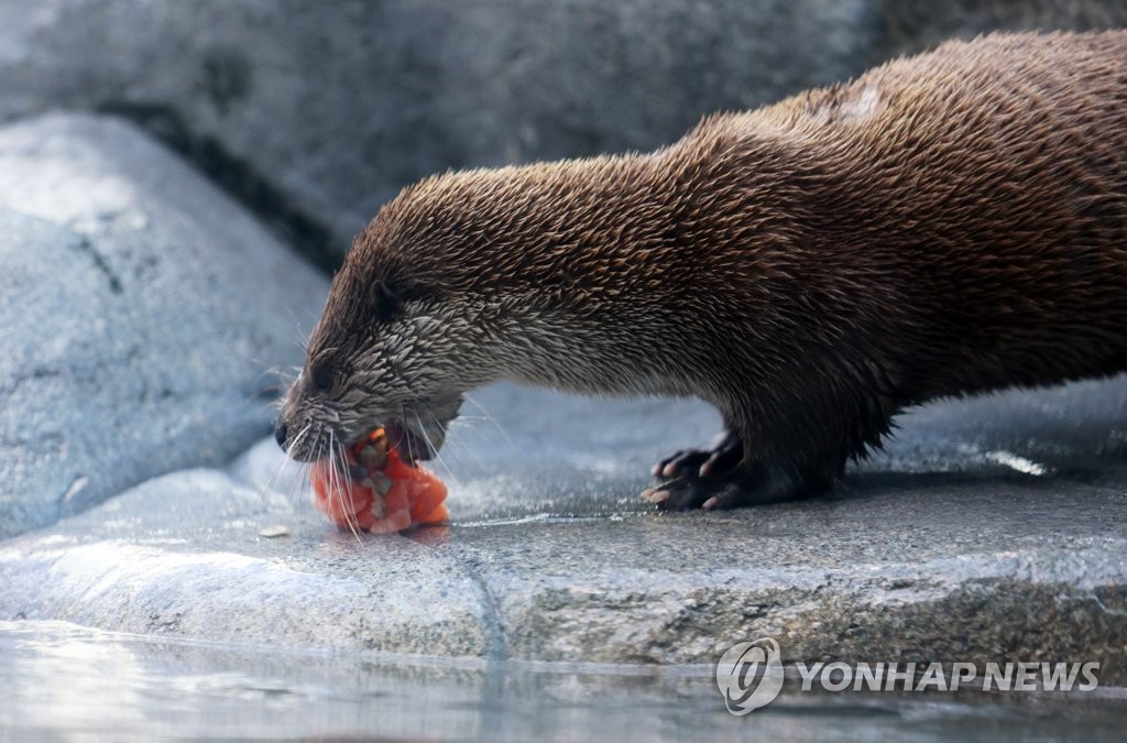 '냉수에 얼음 간식'…폭염에 지친 동물들의 특별한 여름나기