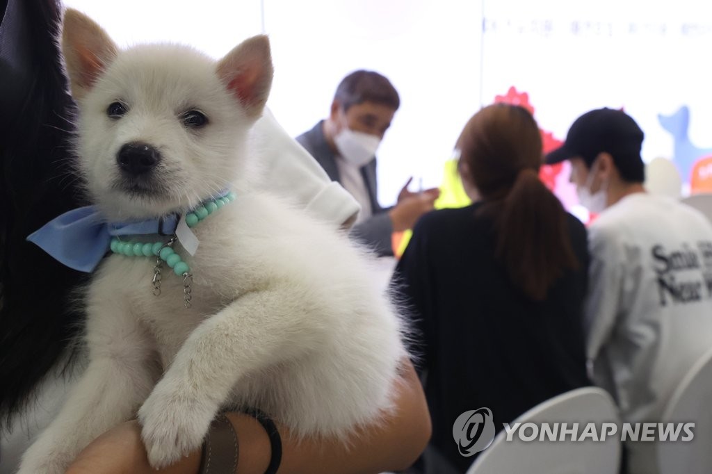 '강아지랑 놀러 오세요'…반려동물 동반 울산관광택시 운영