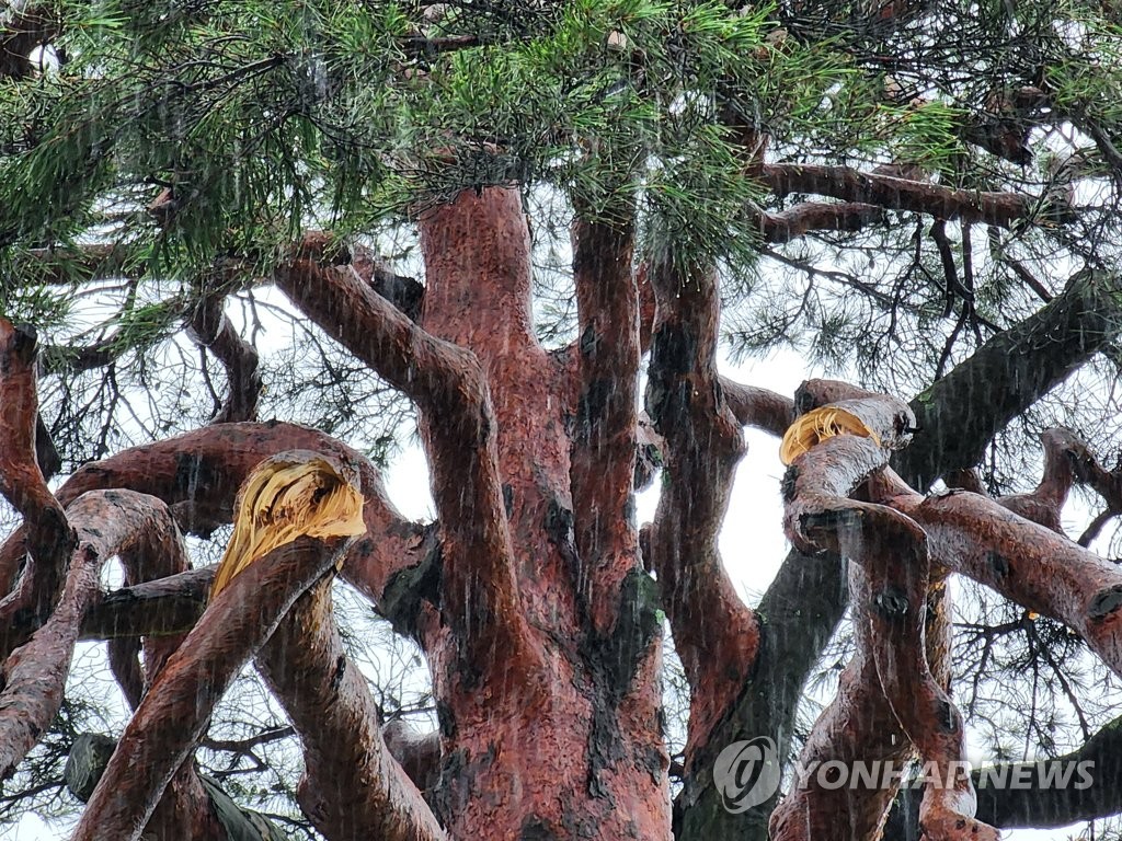 [태풍 카눈] 충북서 53명 캠핑장 고립·다리 주저앉기도(종합)