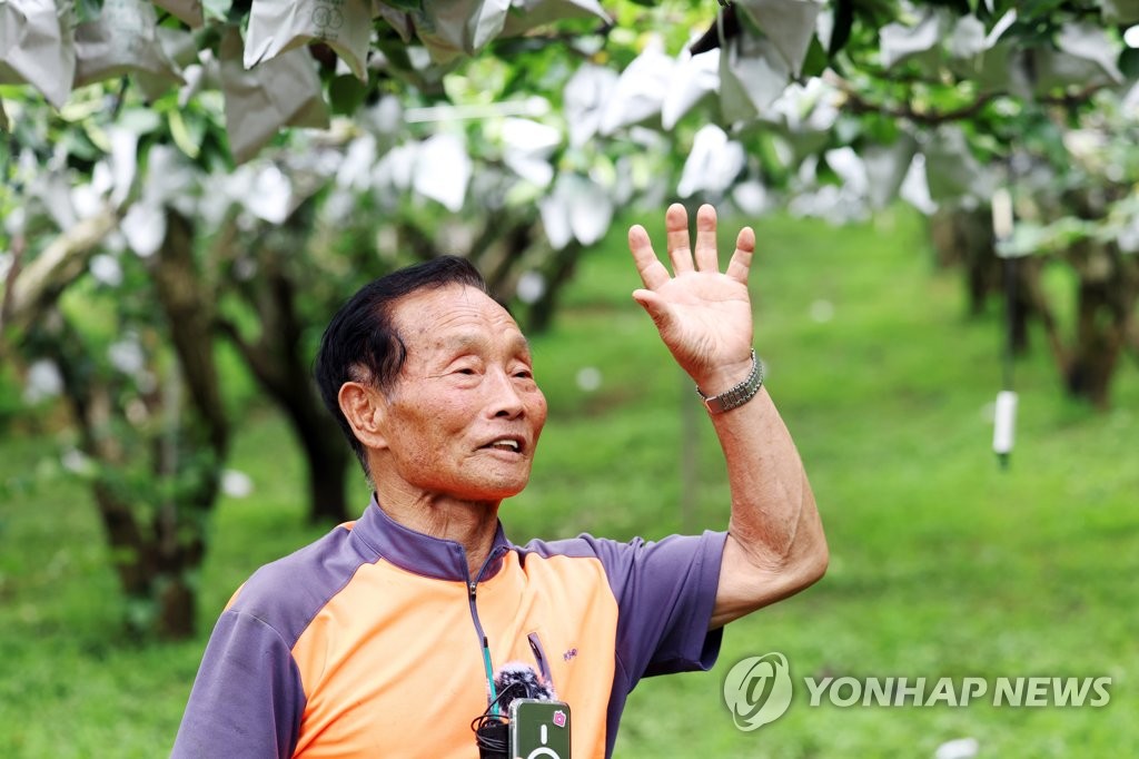 [르포] "이만하길 다행이지만…" 배 낙과에 착잡한 농심