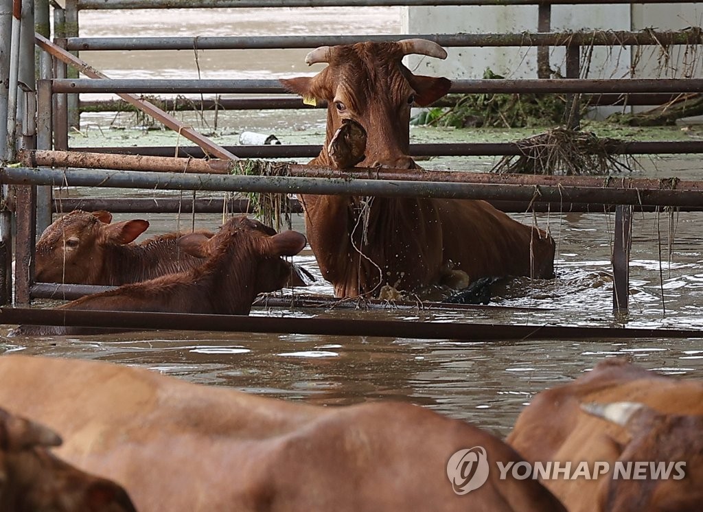 태풍 한반도 '강타'…1명 사망·1명 실종에 인명구조 사례 속출(종합)