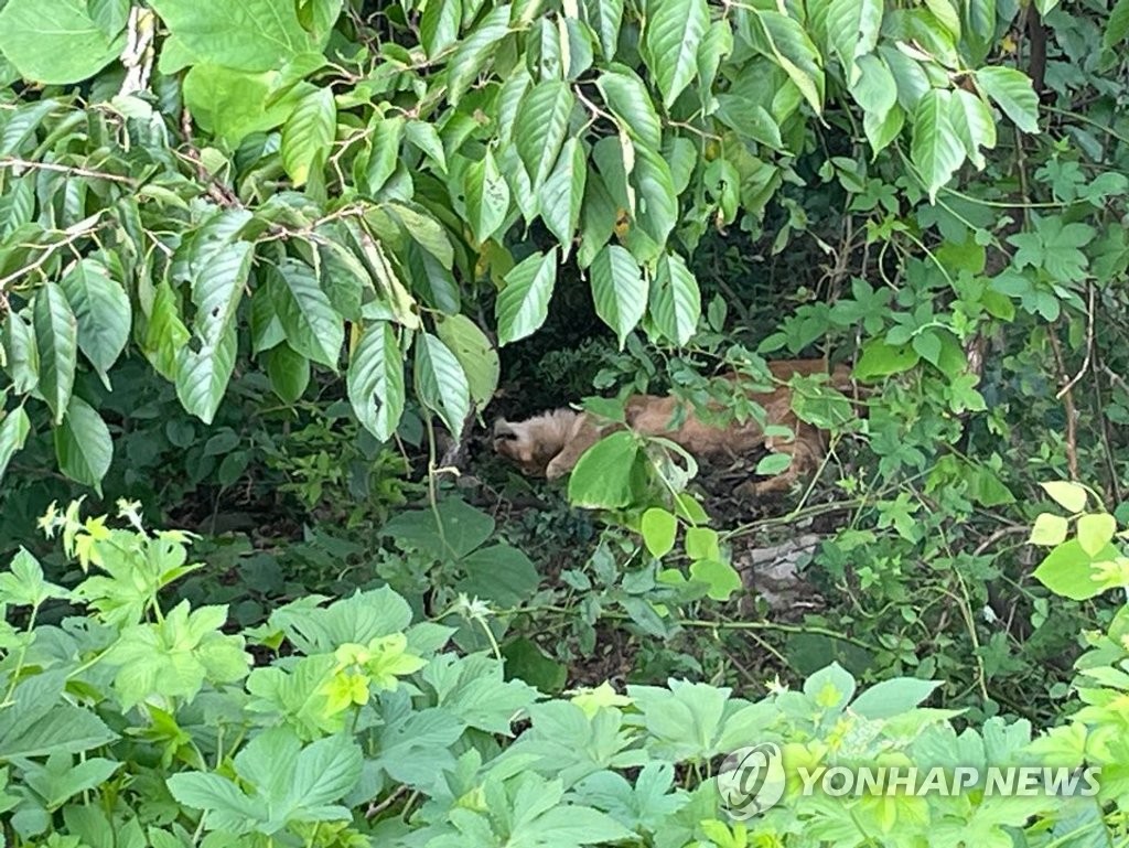 열린 뒷문으로 탈출한 암사자…"민가 접근 우려에 사살"(종합)