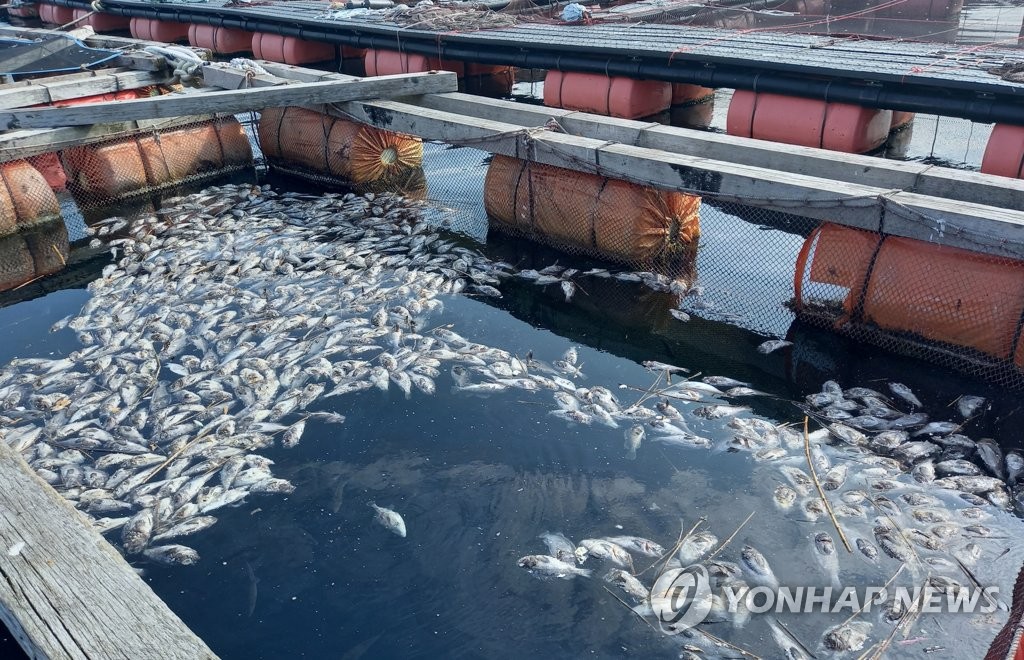 '고수온 경보' 여수 양식장 우럭 등 105만마리 집단 폐사